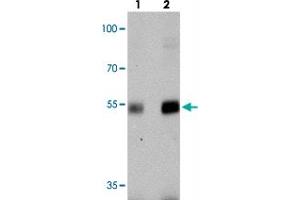 Western blot analysis of NUCB2 in rat brain tissue with NUCB2 polyclonal antibody  at (lane 1) 0. (NUCB2 抗体  (Internal Region))