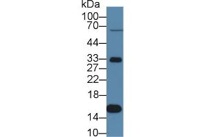 Western Blotting (WB) image for anti-Transthyretin (TTR) (AA 21-150) antibody (ABIN1863252)