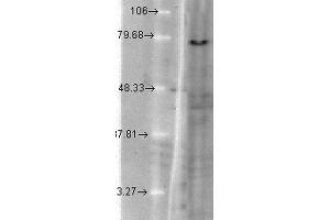 Western Blot analysis of hamster T-CHO cell lysate showing detection of KCNQ1 protein using Mouse Anti-KCNQ1 Monoclonal Antibody, Clone S37A-10 . (KCNQ1 抗体  (AA 2-101) (Atto 390))