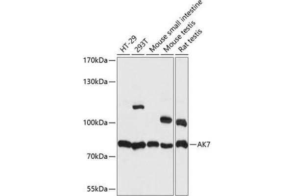 Adenylate Kinase 7 抗体  (AA 1-200)