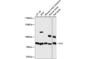 Western blot analysis of extracts of various cell lines, using  antibody (ABIN7265471) at 1:1000 dilution. (Adenylate Kinase 7 抗体  (AA 1-200))