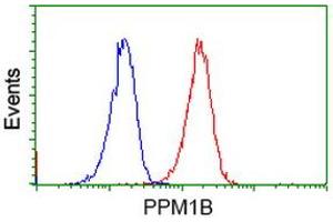 Image no. 2 for anti-Protein Phosphatase, Mg2+/Mn2+ Dependent, 1B (PPM1B) antibody (ABIN1500375) (PPM1B 抗体)