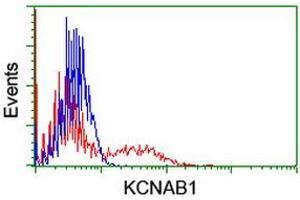 HEK293T cells transfected with either RC207384 overexpress plasmid (Red) or empty vector control plasmid (Blue) were immunostained by anti-KCNAB1 antibody (ABIN2455317), and then analyzed by flow cytometry. (KCNAB1 抗体)