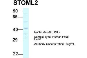 Host: Rabbit  Target Name: STOML2  Sample Tissue: Human Fetal Heart  Antibody Dilution: 1.