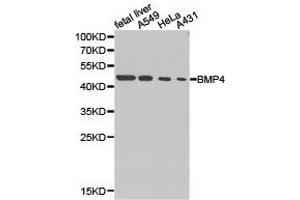 Western Blotting (WB) image for anti-Bone Morphogenetic Protein 4 (BMP4) antibody (ABIN1871318) (BMP4 抗体)