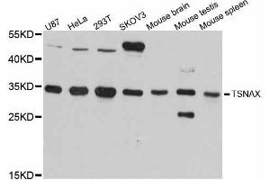 Western blot analysis of extracts of various cell lines, using TSNAX antibody (ABIN5999114) at 1:3000 dilution. (TSNAX 抗体)