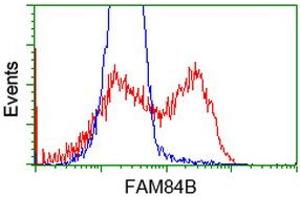 HEK293T cells transfected with either RC207996 overexpress plasmid (Red) or empty vector control plasmid (Blue) were immunostained by anti-FAM84B antibody (ABIN2453029), and then analyzed by flow cytometry. (FAM84B 抗体)