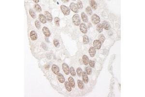 anti-Cyclin L1 (CCNL1) (AA 350-400) antibody