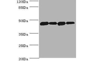 Western blot All lanes: DNAJA2 antibody at 3. (DNAJA2 抗体  (AA 233-412))