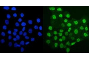 IF analysis of MCM4 using anti-MCM4 antibody (ABIN7601485). (MCM4 抗体  (AA 361-677))