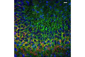 Immunolabeling of postnatal 14 mouse CA3 specifically labeling PSD93 (Cat no (ABIN1304598), 1:400, green) and Ankyrin G(red). (DLG2 抗体  (AA 1-852))
