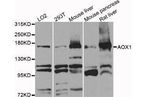 Western blot analysis of extracts of various cell lines, using AOX1 antibody (ABIN1870998) at 1:1000 dilution. (AOX1 抗体)