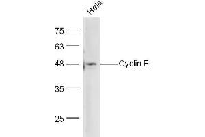 Hela cells lysate probed with Anti-Cyclin E Polyclonal Antibody  at 1:5000 90min in 37˚C. (Cyclin E1 抗体  (AA 375-411))