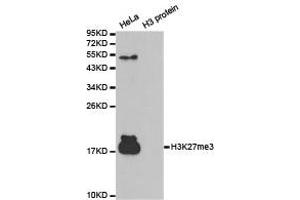 Western blot analysis of extracts of HeLa cell line and H3 protein expressed in E. (Histone 3 抗体  (H3K27me3))