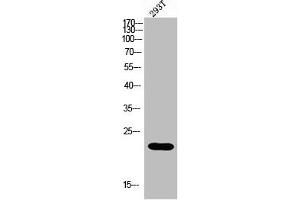 Western blot analysis of 293 using MRP-L35 antibody. (MRPL35 抗体  (Internal Region))