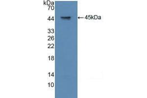 Western blot analysis of recombinant Human GAP43. (GAP43 抗体  (AA 1-274))