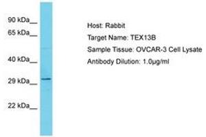 Image no. 1 for anti-Testis Expressed 13B (TEX13B) (AA 93-142) antibody (ABIN6750646) (TEX13B 抗体  (AA 93-142))