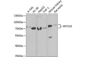 Western blot analysis of extracts of various cell lines, using INTS10 antibody (ABIN6129779, ABIN6142485, ABIN6142487 and ABIN6222325) at 1:1000 dilution. (INTS10 抗体  (AA 451-710))