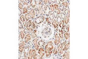 Immunohistochemical analysis of E on paraffin-embedded human kidney tissue was performed on the Leica®BOND RXm. (Prohibitin 2 抗体  (AA 225-255))