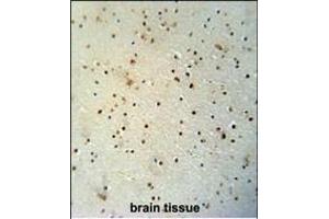 MED25 antibody (N-term) (ABIN654162 and ABIN2844026) immunohistochemistry analysis in formalin fixed and paraffin embedded human brain tissue followed by peroxidase conjugation of the secondary antibody and DAB staining. (MED25 抗体  (AA 112-140))