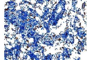 IHC analysis of Cd27 using anti-Cd27 antibody (ABIN7600813). (CD27 抗体  (AA 24-187))