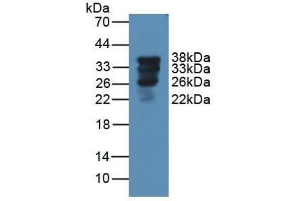 Surfactant Protein A1 抗体  (AA 21-248)