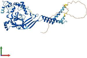 AlphaFold protein structure predicition of Human Recombinant ASIC1 Protein, UniprotID P78348