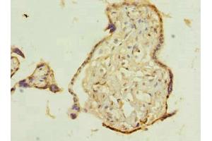 Immunohistochemistry of paraffin-embedded human placenta tissue using ABIN7173035 at dilution of 1:100 (TMEM115 抗体  (AA 187-351))