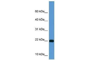 ISG15 antibody used at 0. (ISG15 抗体  (Middle Region))