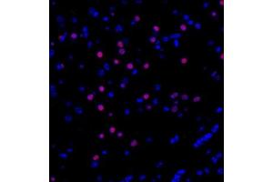 Immunofluorescent analysis of paraffin embedded mouse hippocampus using ZFPM2 (ABIN7076277) at dilution of 1: 300 (ZFPM2 抗体)