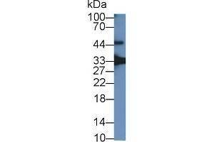 Detection of GDF15 in Mouse Placenta lysate using Polyclonal Antibody to Growth Differentiation Factor 15 (GDF15) (GDF15 抗体  (AA 30-308))