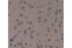 Used in DAB staining on fromalin fixed paraffin- embedded brain tissue (RGS 抗体  (AA 1-296))