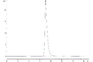 Size-exclusion chromatography-High Pressure Liquid Chromatography (SEC-HPLC) image for Activated Leukocyte Cell Adhesion Molecule (ALCAM) (AA 28-527) protein (His-Avi Tag,Biotin) (ABIN7273820)