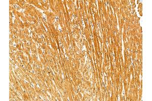 Phospho-Kir6. (KCNJ11 抗体  (pThr224))