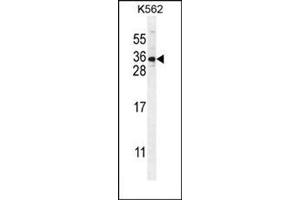 Western blot analysis in K562 cell line lysates (35ug/lane) using STARD6 Antibody (C-term) Cat. (STARD6 抗体  (C-Term))