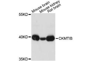 Western blot analysis of extracts of various cell lines, using CKMT1B antibody (ABIN1871876) at 1:3000 dilution. (CKMT1B 抗体)
