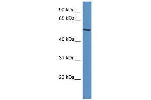 WB Suggested Anti-JMJD4 Antibody Titration:  0. (JMJD4 抗体  (C-Term))