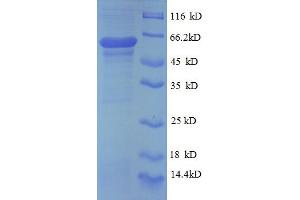 SDS-PAGE (SDS) image for Prolyl 4-Hydroxylase, beta Polypeptide (P4HB) (AA 29-313), (partial) protein (GST tag) (ABIN5712045) (P4HB Protein (AA 29-313, partial) (GST tag))