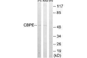 Western blot analysis of extracts from 3T3 cells and RAW264. (CPE 抗体)