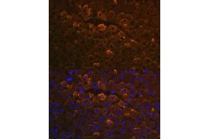 Immunofluorescence analysis of mouse liver using UGT1 antibody (ABIN7271193) at dilution of 1:100. (UGT1A6 抗体  (AA 65-270))