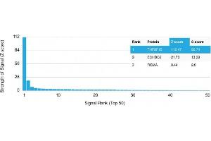 Analysis of Protein Array containing more than 19,000 full-length human proteins using TNFS15 / VEGI Recombinant Mouse Monoclonal Antibody (rVEGI/1283). (Recombinant TNFSF15 抗体)