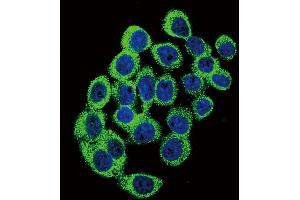 Confocal immunofluorescent analysis of ATXN1 Antibody  (ABIN389309 and ABIN2839430) with hela cell followed by Alexa Fluor 488-conjugated goat anti-rabbit lgG (green). (Ataxin 1 抗体  (AA 754-781))