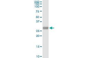 PRSS2 MaxPab rabbit polyclonal antibody. (PRSS2 抗体  (AA 1-247))