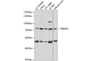 Western blot analysis of extracts of various cell lines, using CIRH1A antibody (ABIN6133490, ABIN6138631, ABIN6138632 and ABIN6224701) at 1:1000 dilution. (CIRH1A 抗体  (AA 497-686))