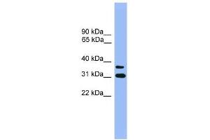 Western Blot showing OR2D3 antibody used at a concentration of 1. (OR2D3 抗体  (C-Term))