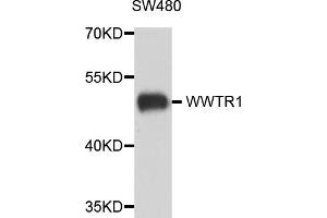 Western blot analysis of extracts of SW480 cells, using WWTR1 antibody. (TAZ 抗体)