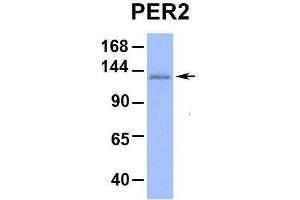 Host:  Rabbit  Target Name:  PER2  Sample Type:  Hum. (PER2 抗体  (Middle Region))