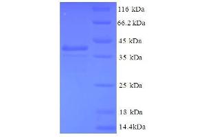 SDS-PAGE (SDS) image for GABA(A) Receptor-Associated Protein-Like 2 (GABARAPL2) (AA 1-117), (full length) protein (GST tag) (ABIN7479320)