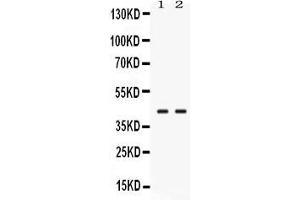 Western blot analysis of TXNL2 expression in rat testis extract ( Lane 1) and mouse testis extract ( Lane 2). (GLRX3 抗体  (AA 89-177))