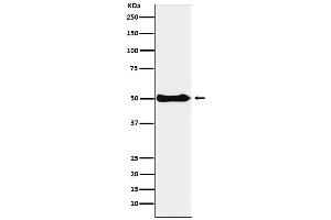 Western blot analysis of CSK expression in Ramos cell lysate.